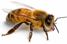 bee